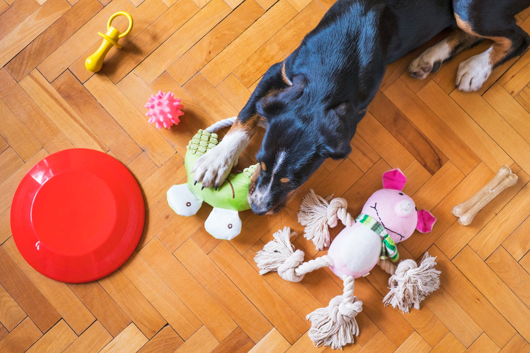 De wetenschap achter interactief spelen voor honden en katten